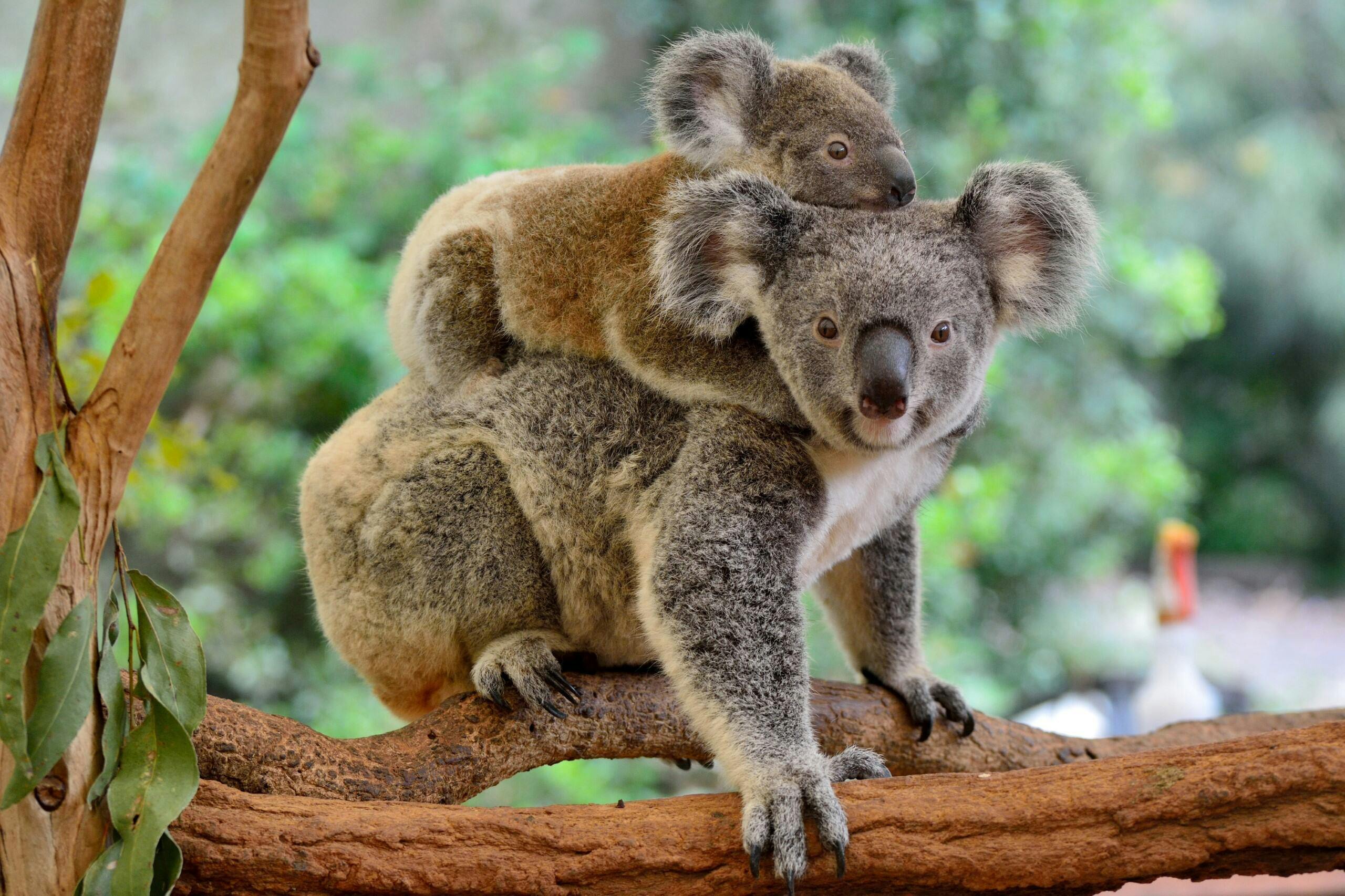 Austrália além de Sidney: 5 destinos que vale a pena incluir no seu ro…